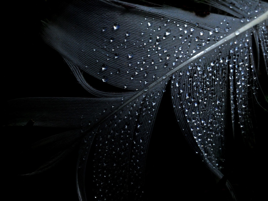 Черные обои и влажное перо