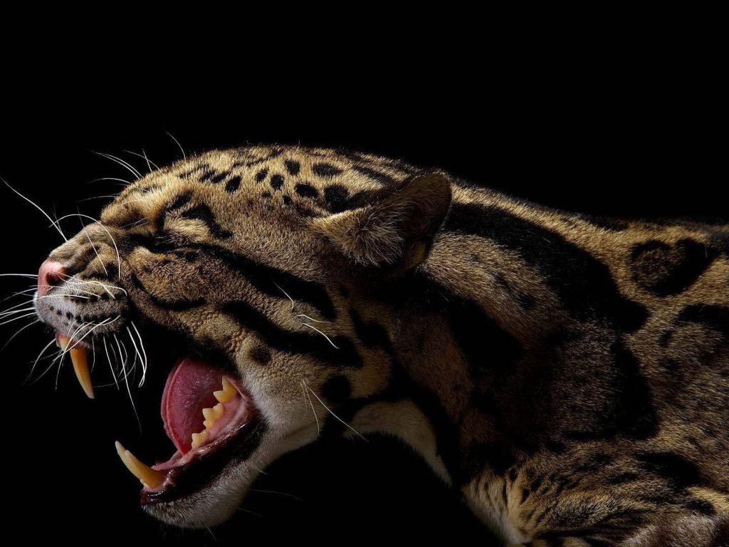 Оскал леопарда на черном фоне