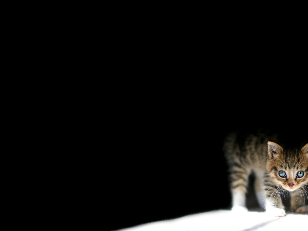 Котенок на черном фоне