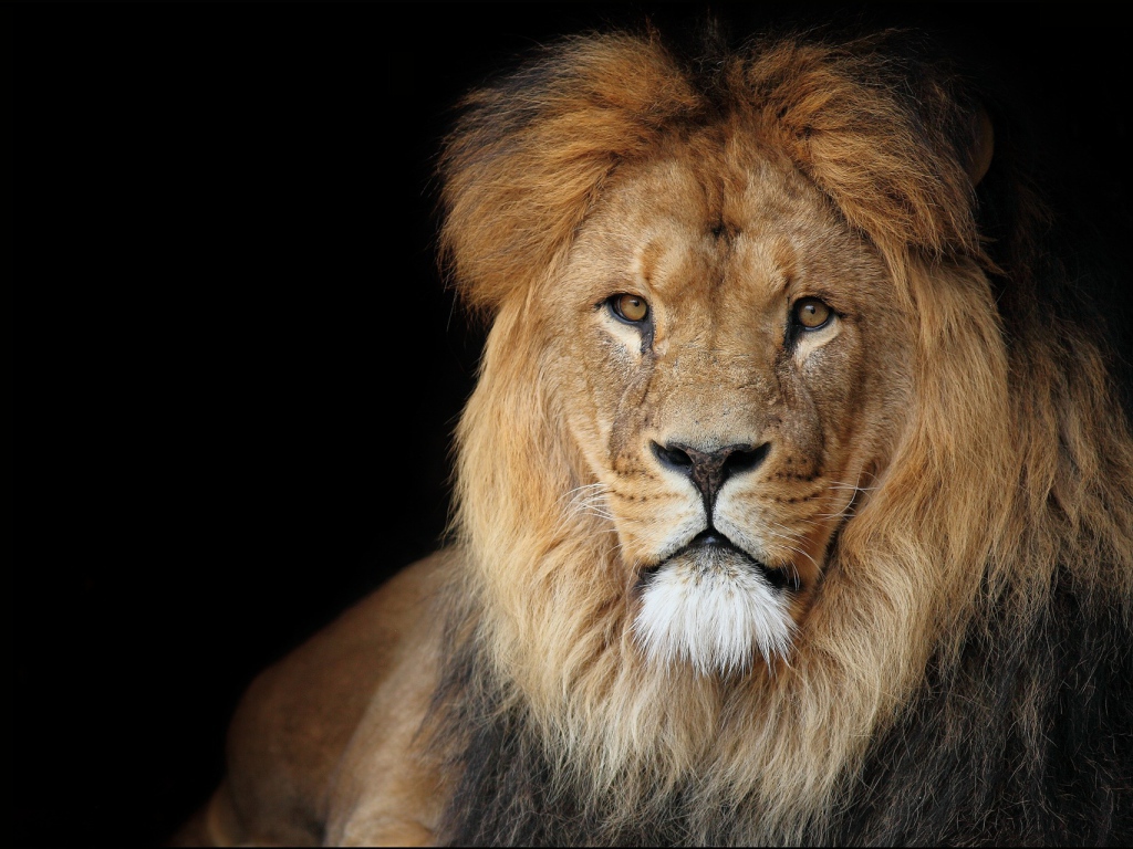 Лев на черном фоне