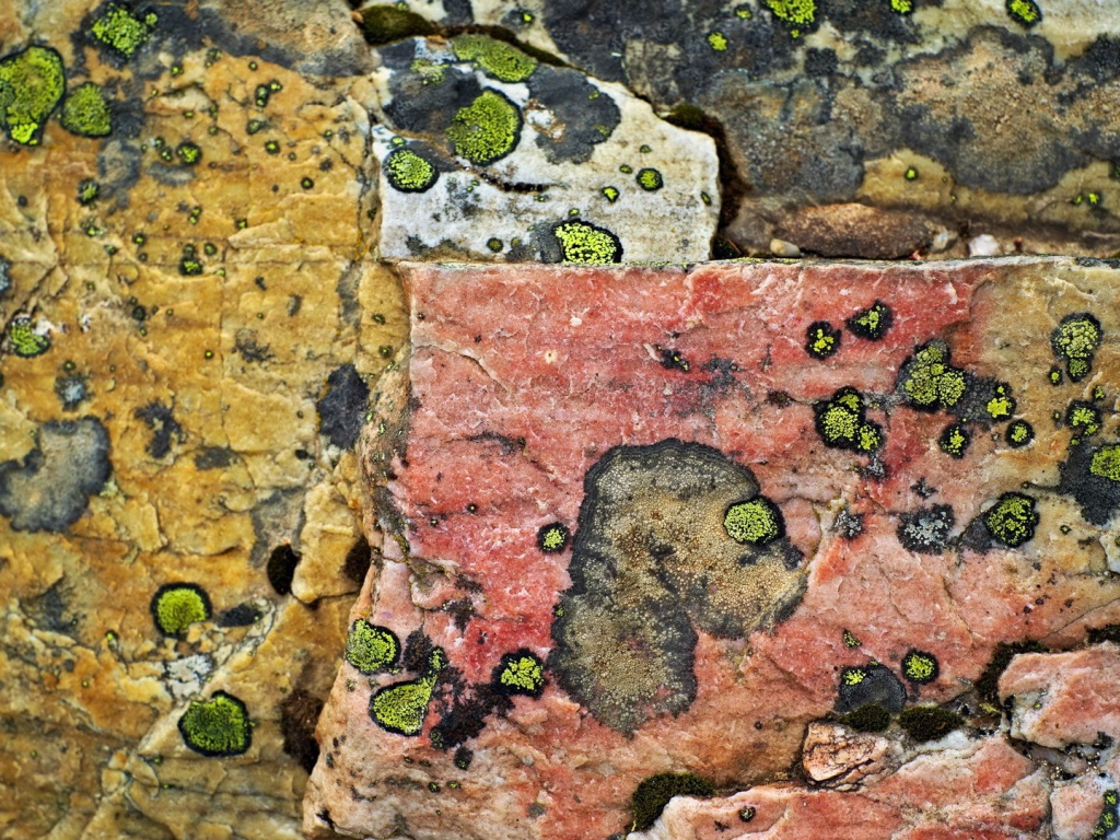 Плесень на камнях