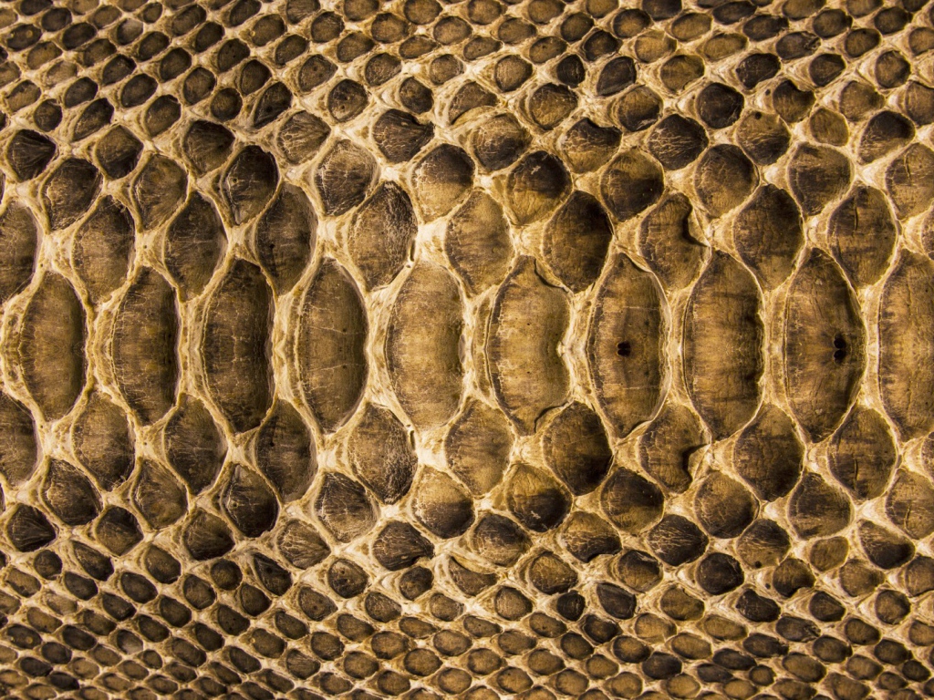 Змеиная кожа