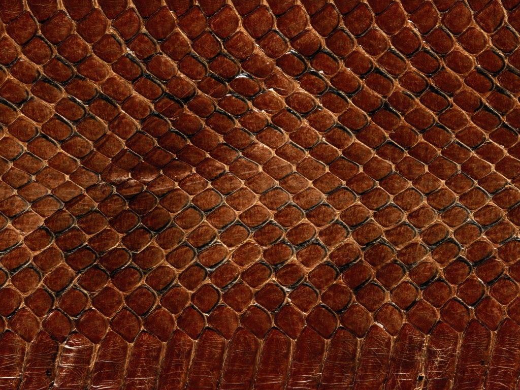 Змеинная кожа