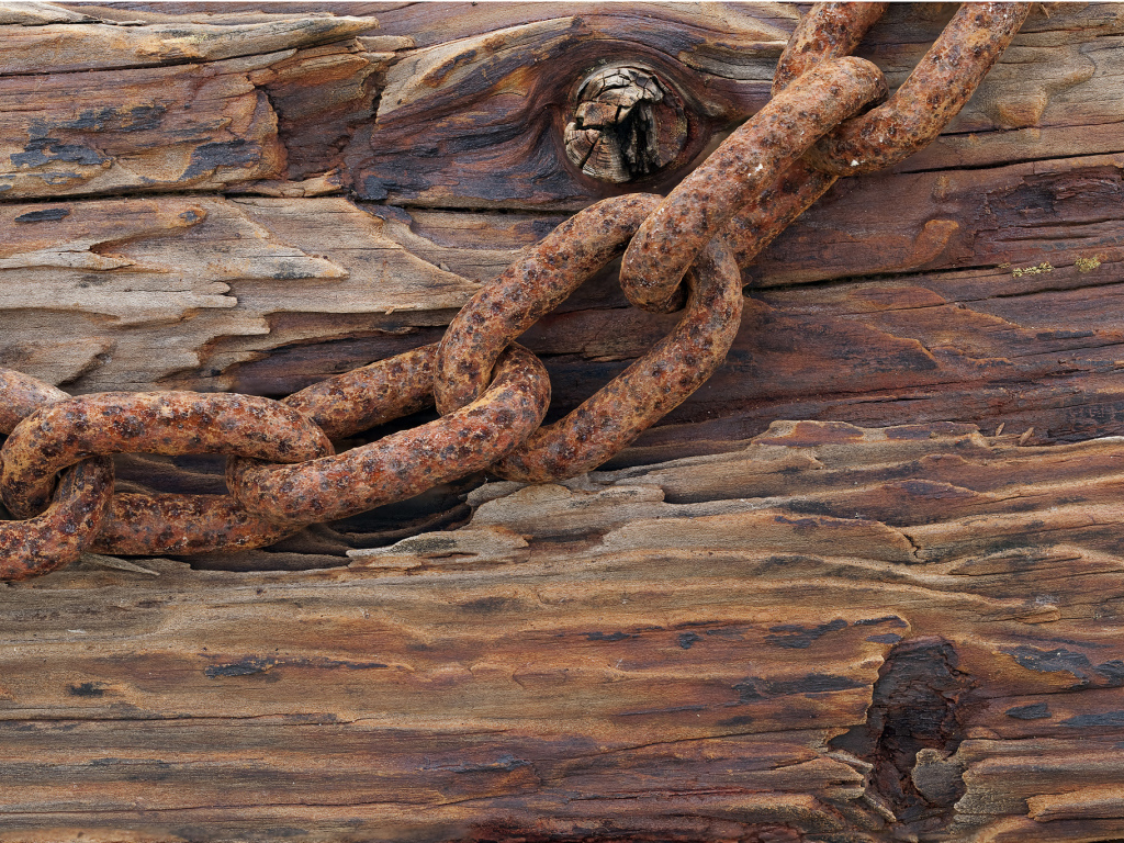 Ржавая цепь на старом дереве