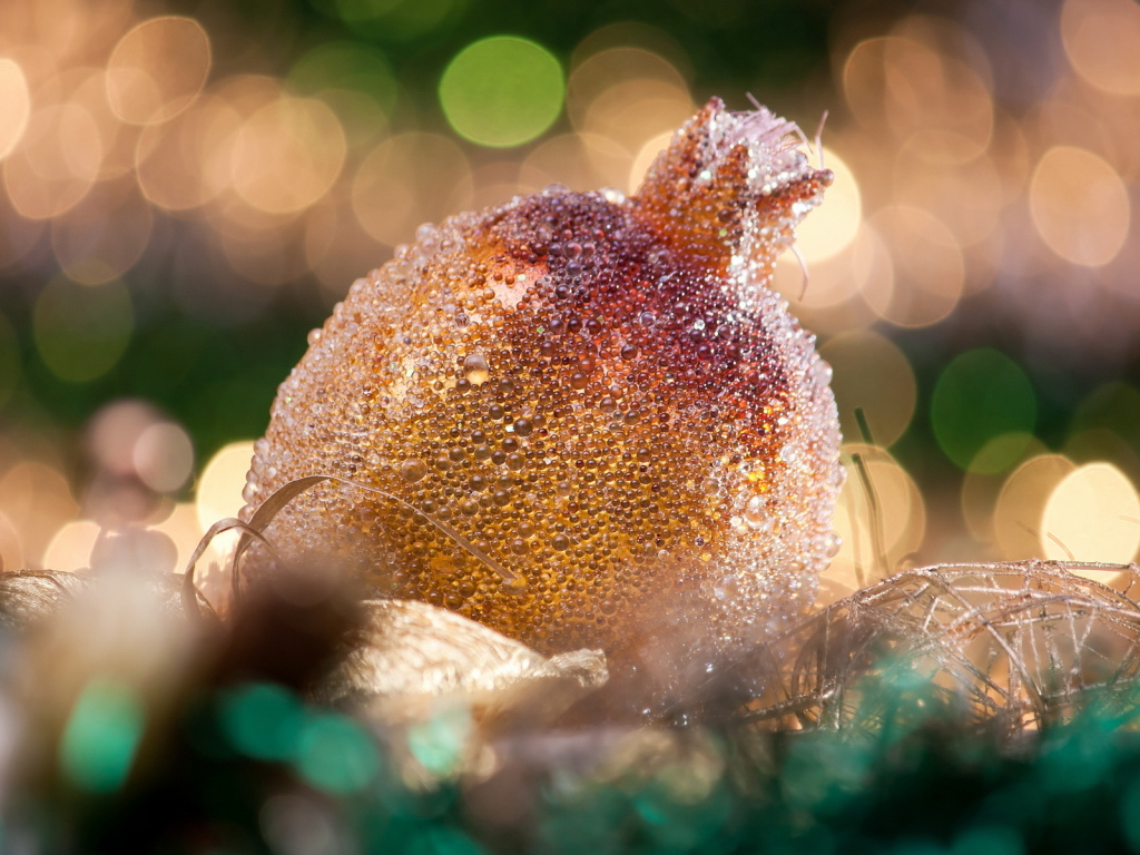 Гранат на Рождество