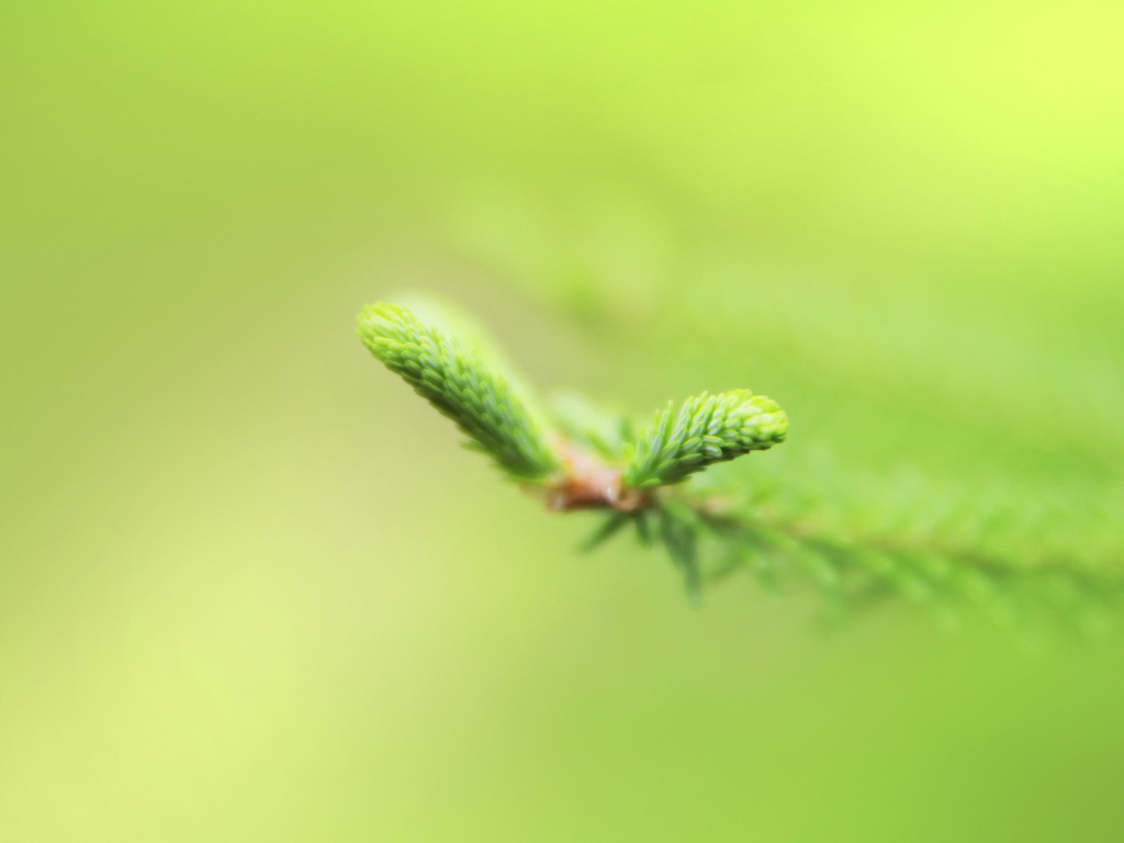 Свежая зелень