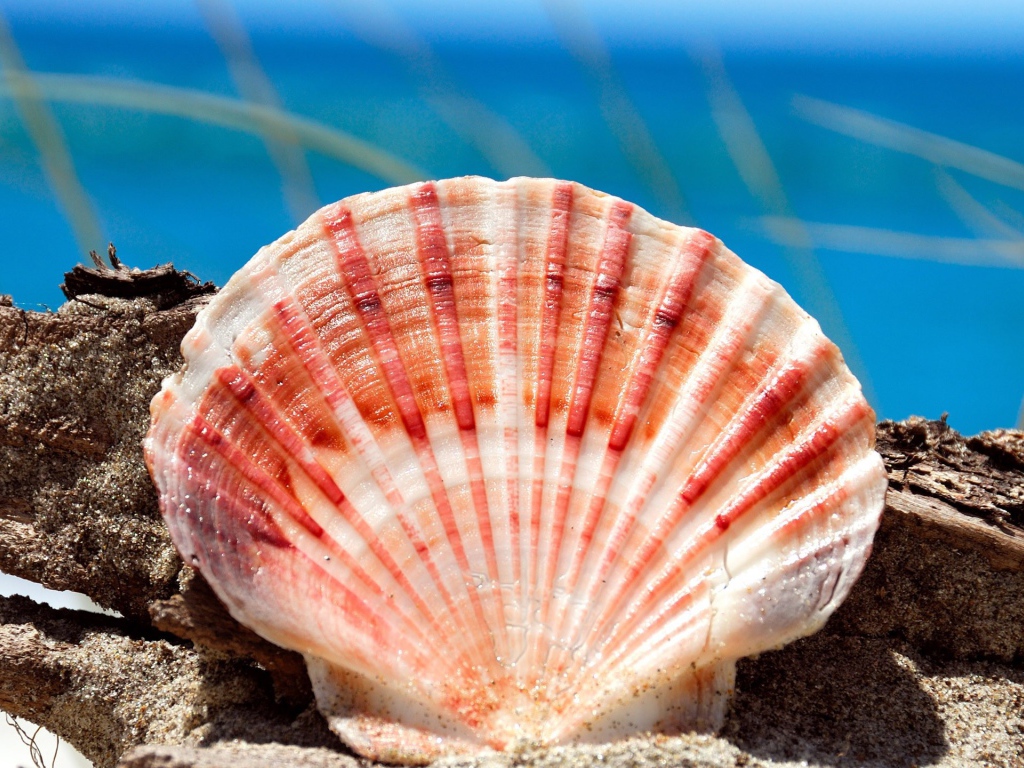Морская ракушка