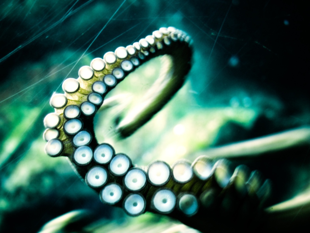 Отпустите кракена