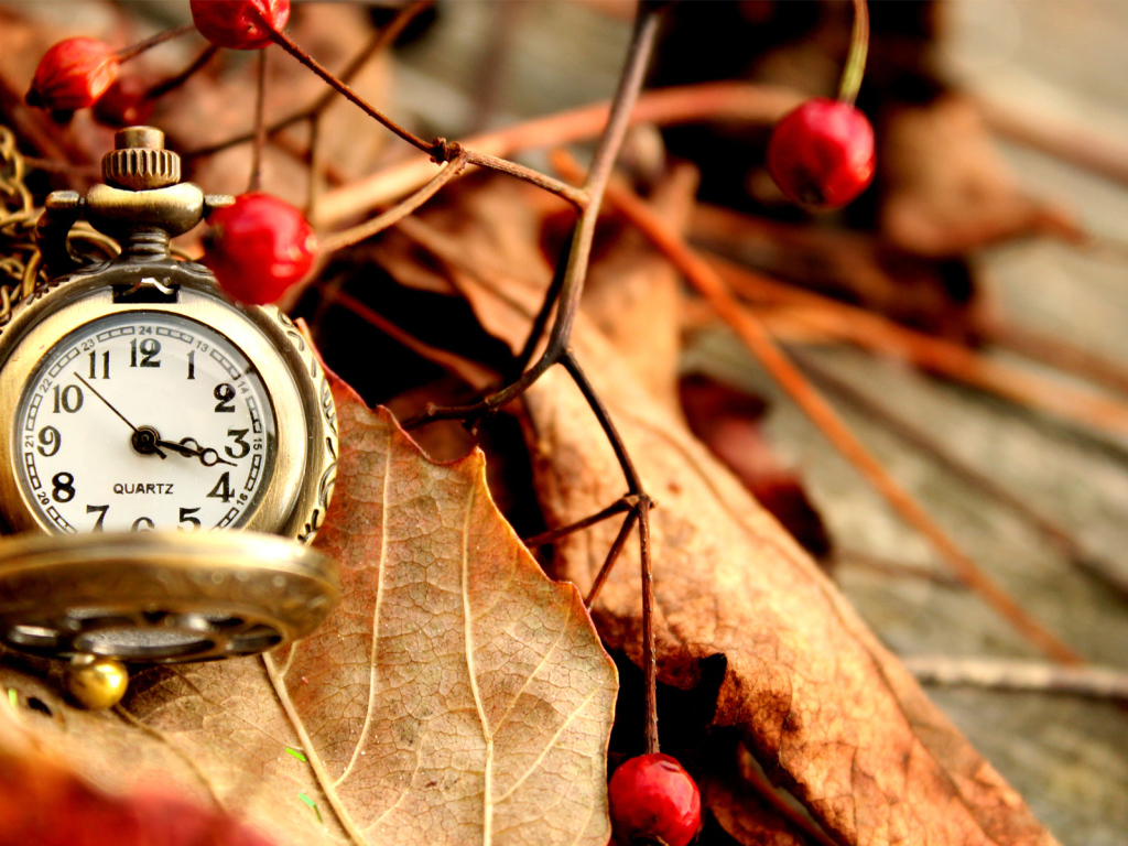 	   Pocket watch on dry leaves
