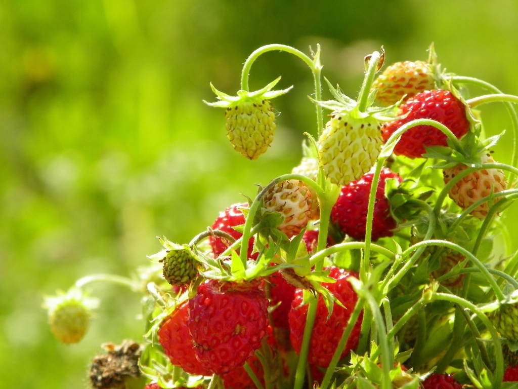 Букет из ягод