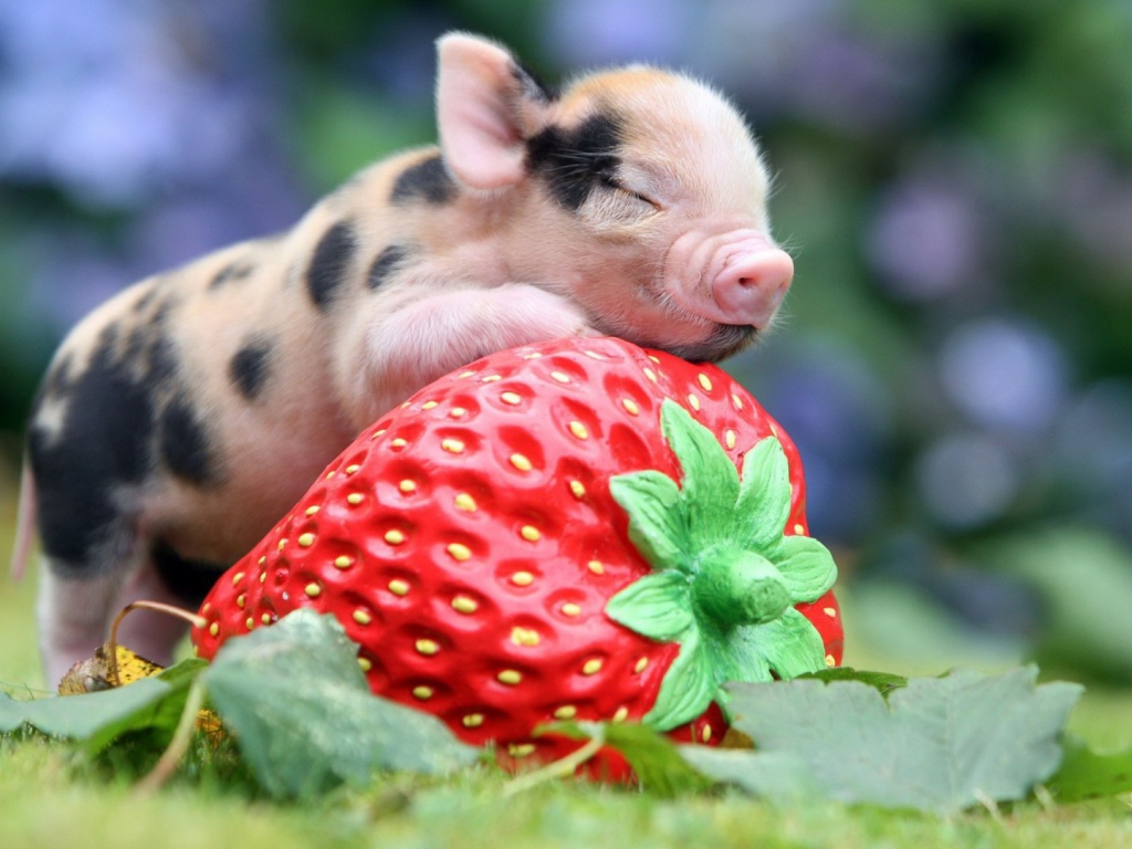 Поросенок с клубникой