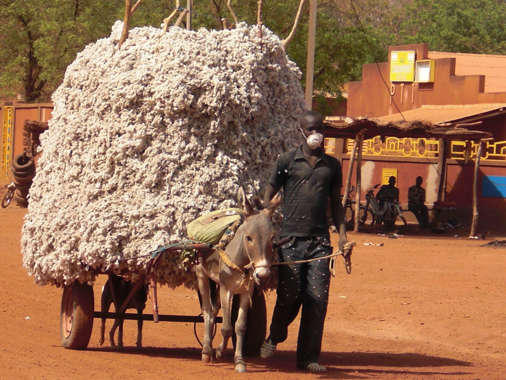 Маленький осел везет большой воз