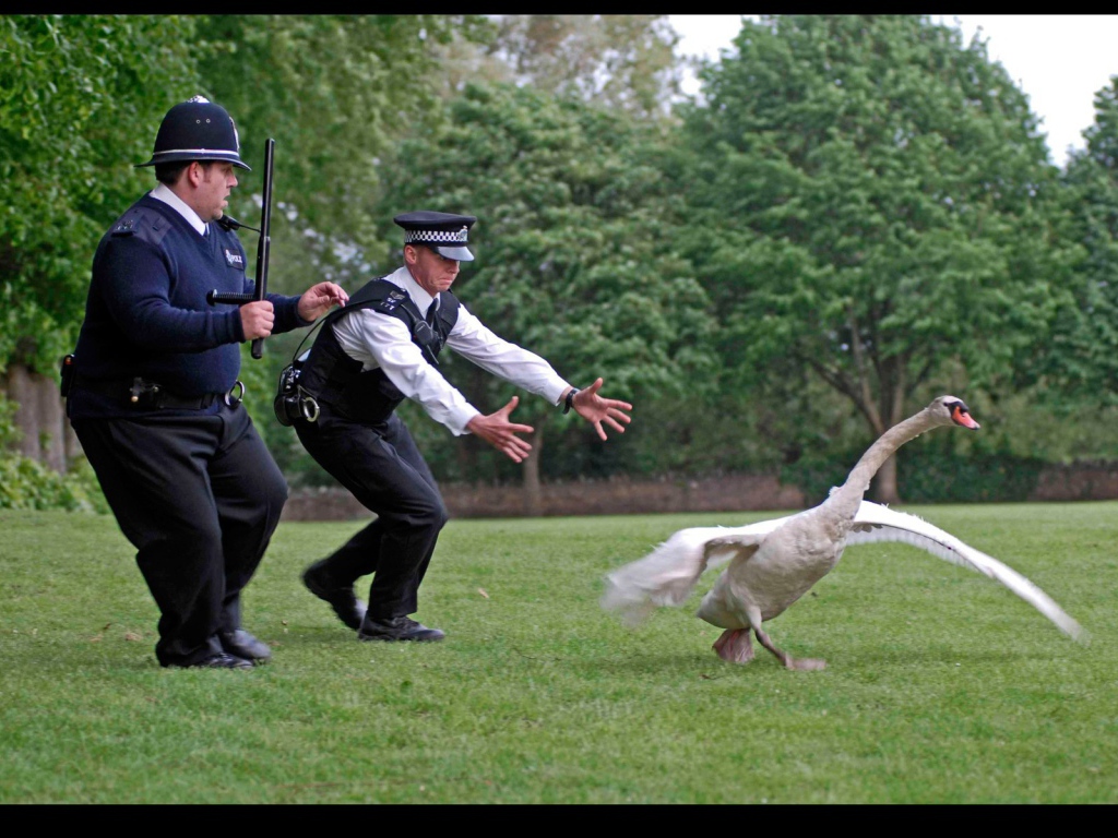 Полиция ловит гуся