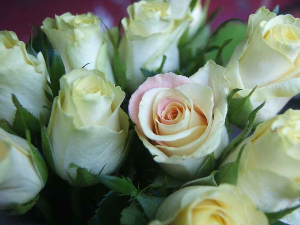 Красивые белые розы для женщин