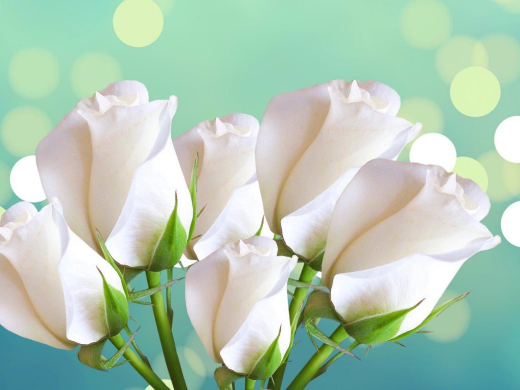 Красивые белые розы на голубом фоне женщинам на восьмое марта