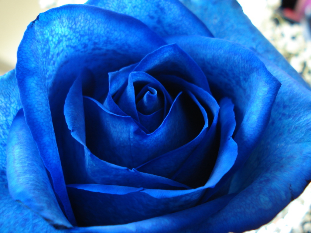Синяя роза в подарок на восьмое марта