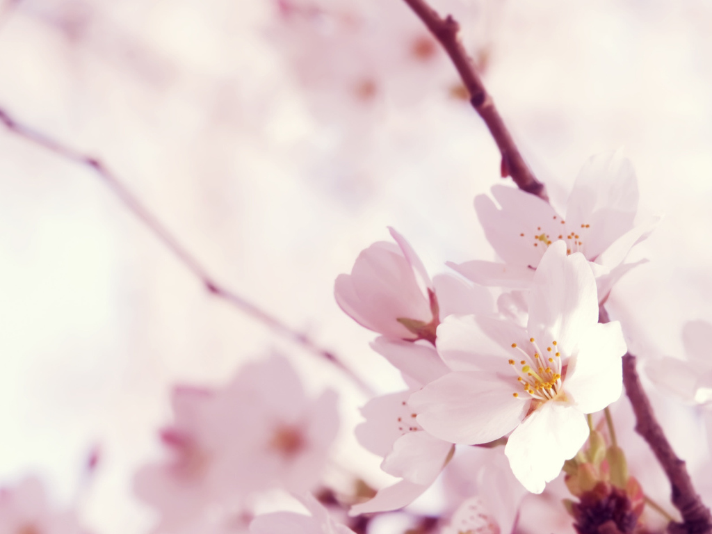 Цветок сакуры на 8 марта