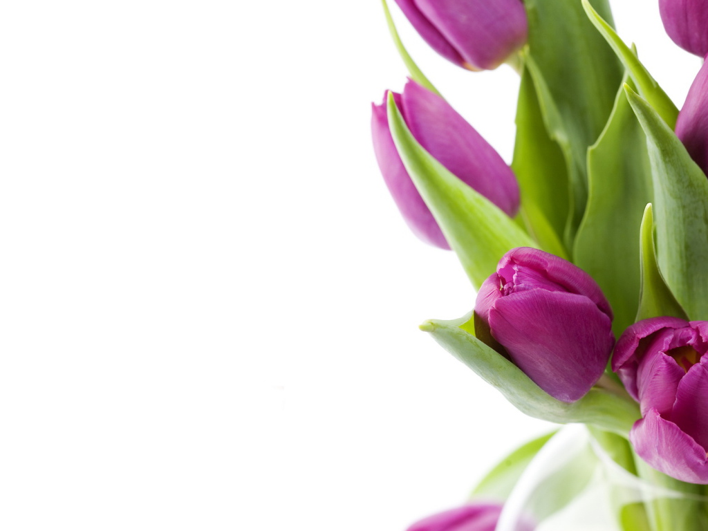 Нежные цветы на 8 марта