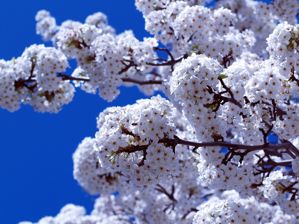 Весеннее цветение на 8 марта