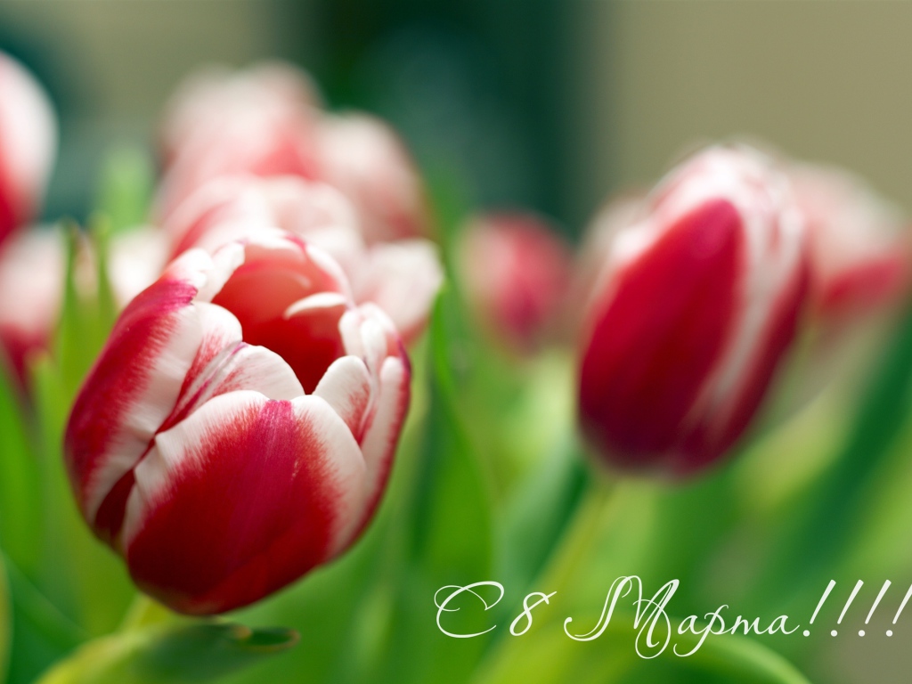 http://www.zastavki.com/pictures/1024x768/2014/Holidays___International_Womens_Day_Spring_tulips_on_March_8_057352_1.jpg