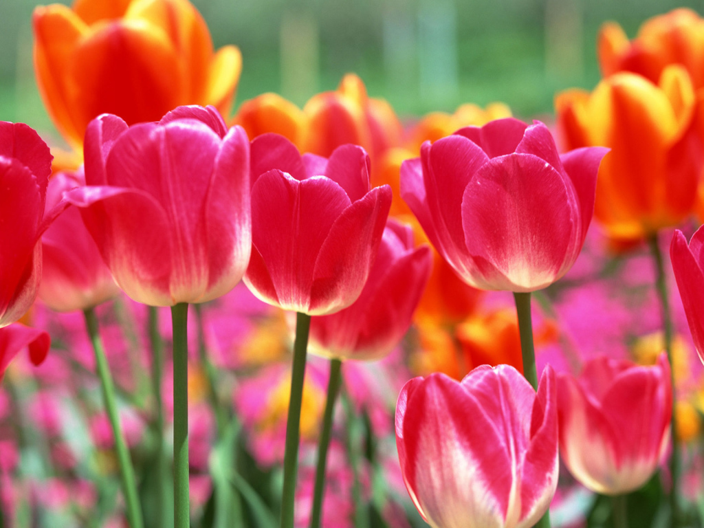 Тюльпаны на 8 марта