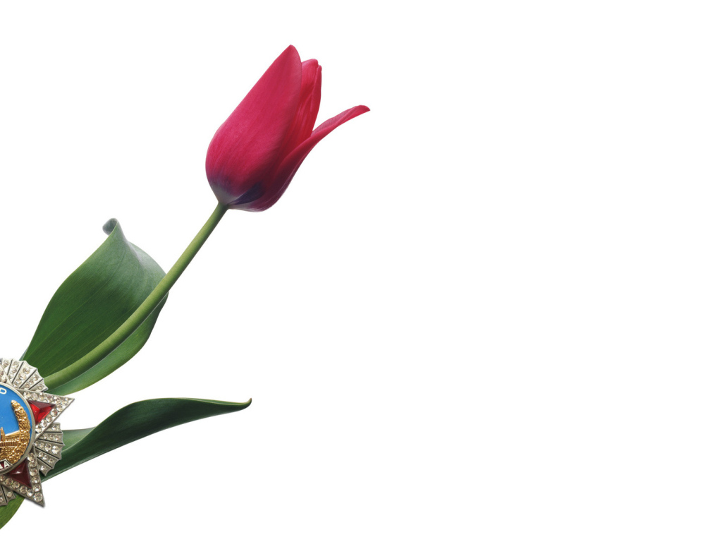 Тюльпан в День Победы 9 мая