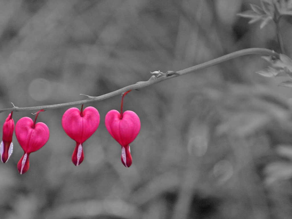 Бутоны на ветке на День Святого Валентина 14 февраля