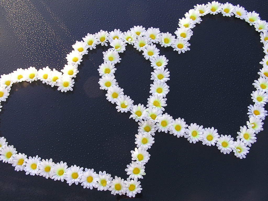 Сердца из ромашек на День Святого Валентина