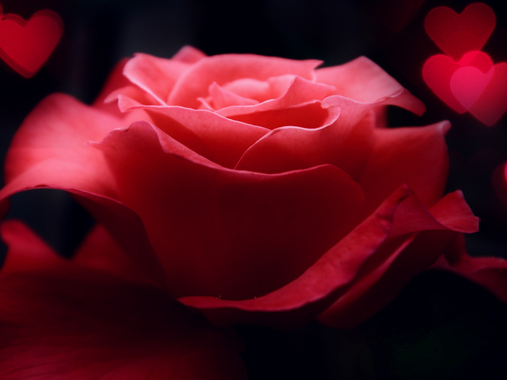 Роза и сердца на День Святого Валентина