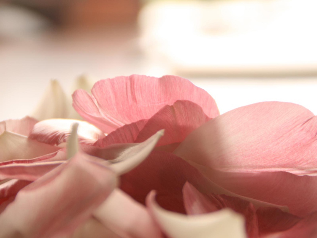 Лепестки роз на День Святого Валентина 14 февраля