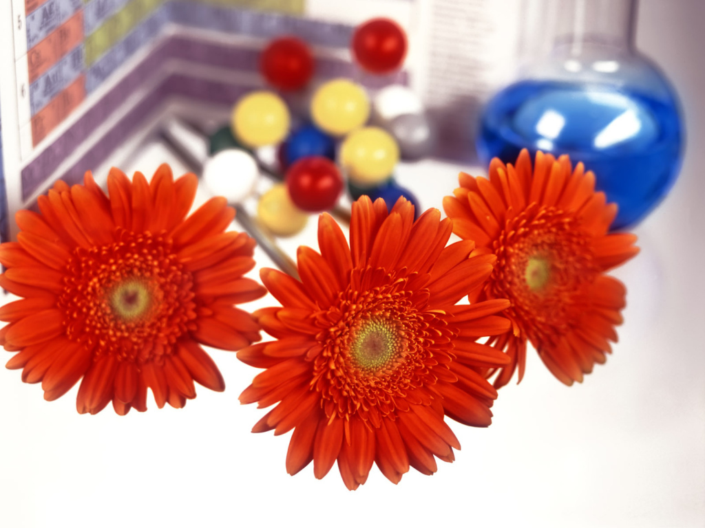 Снова в школу День знаний 1 сентября