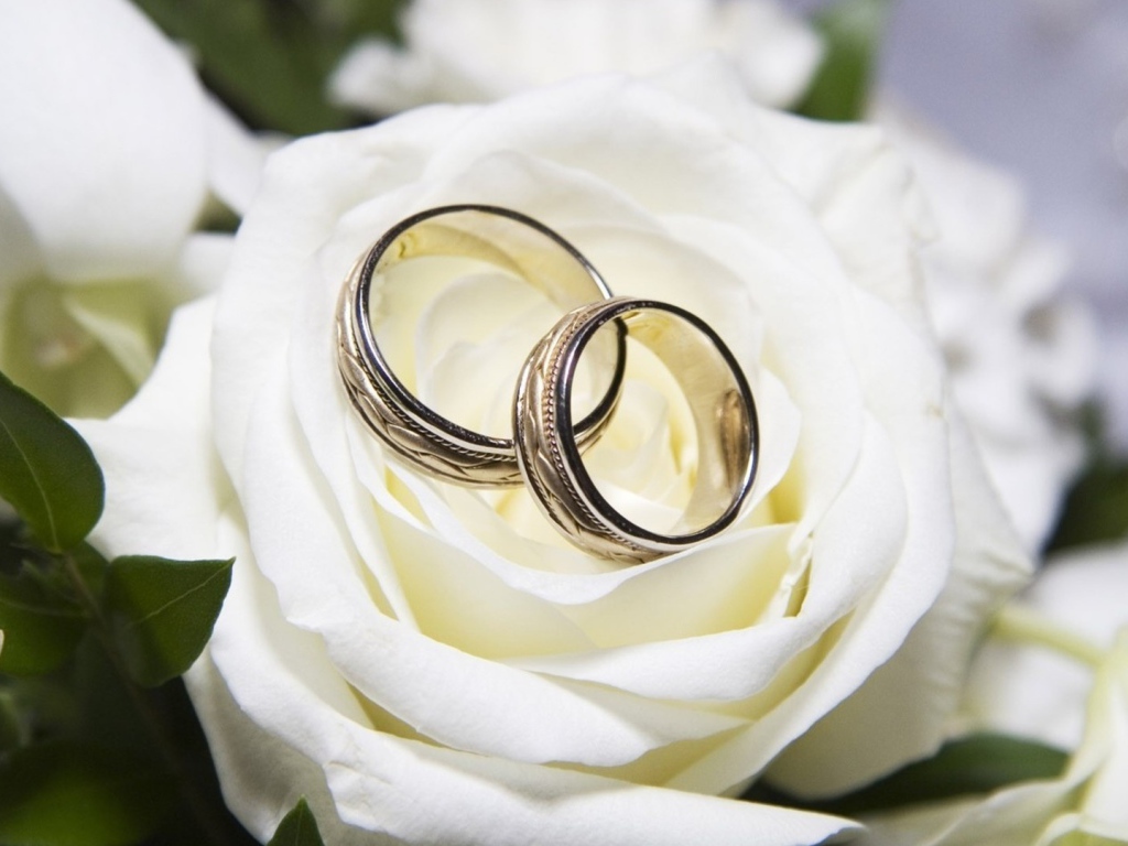 Beautiful white roses and wedding rings