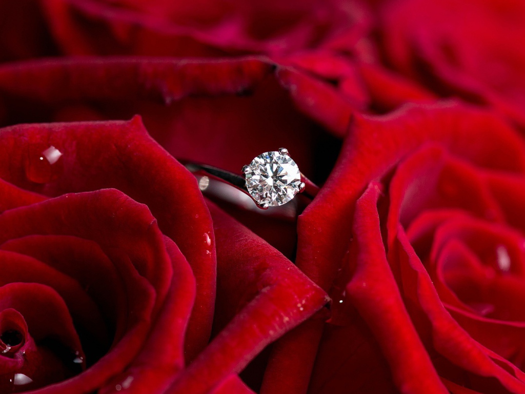 Red roses and a ring, marriage proposal