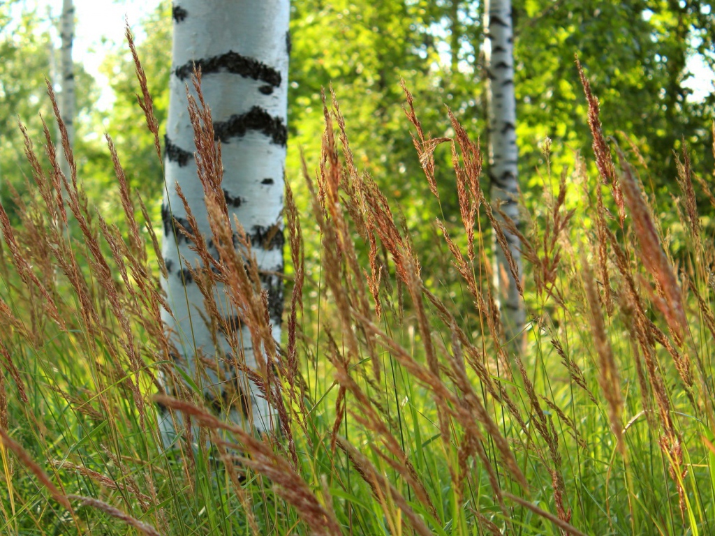 Березы в роще