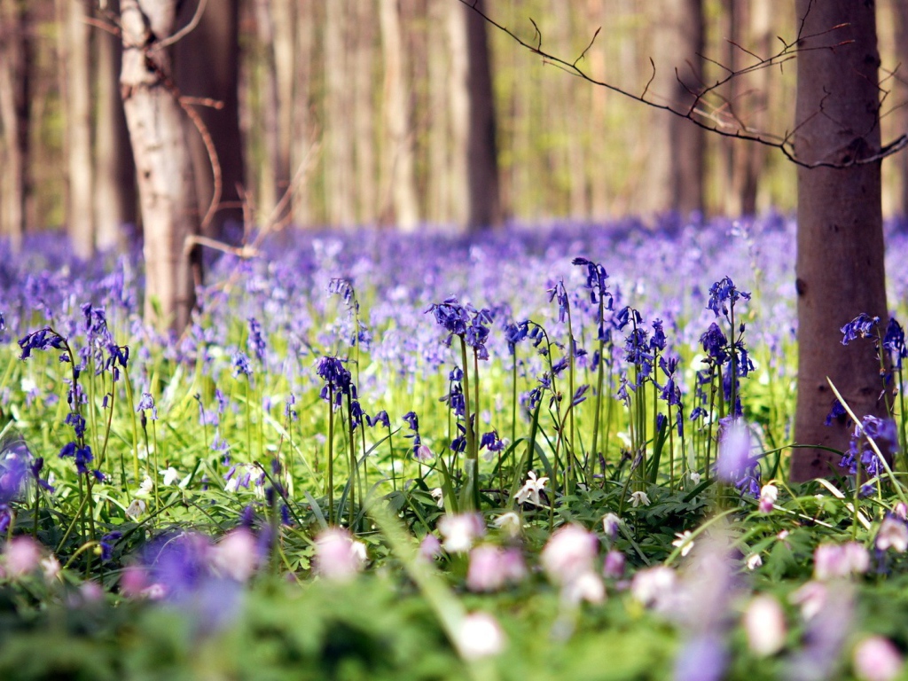 Голубые цветы в лесу