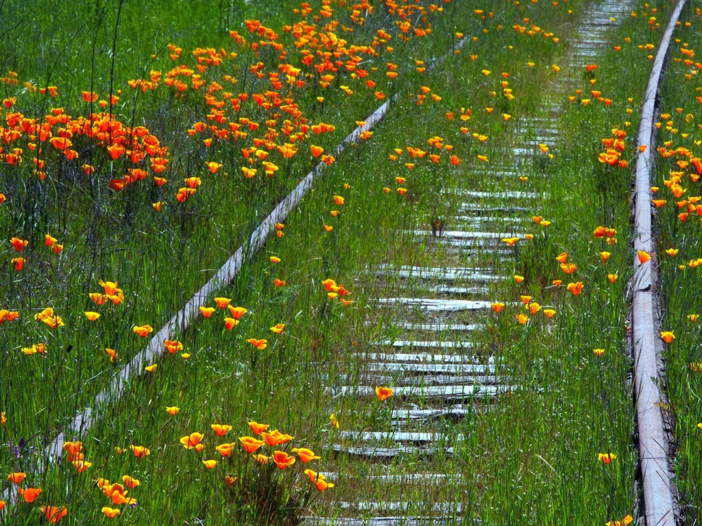 Заросшая цветами старая дорога