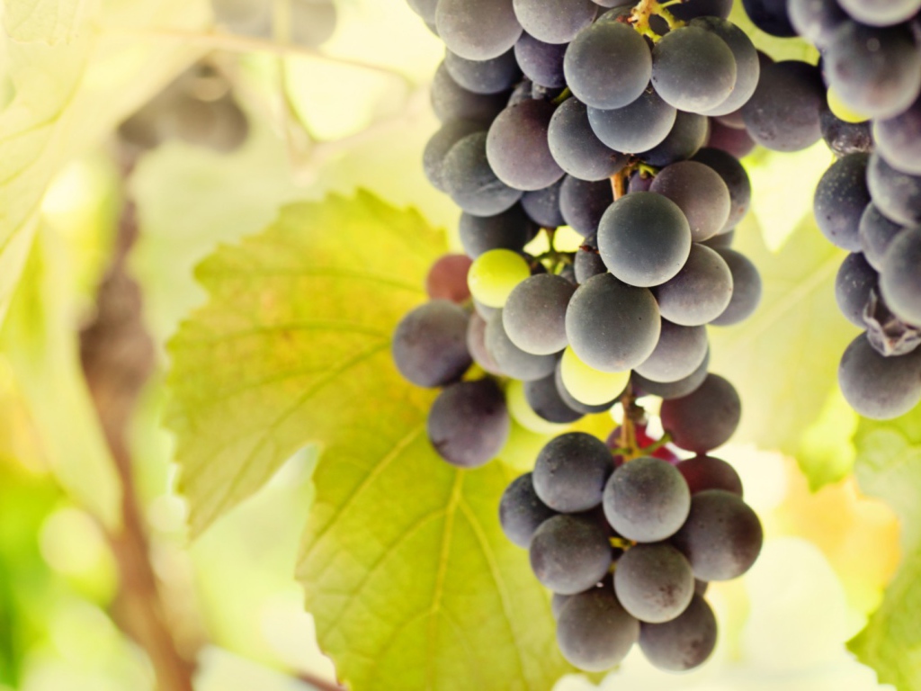 Bиноград с жёлтыми листъями