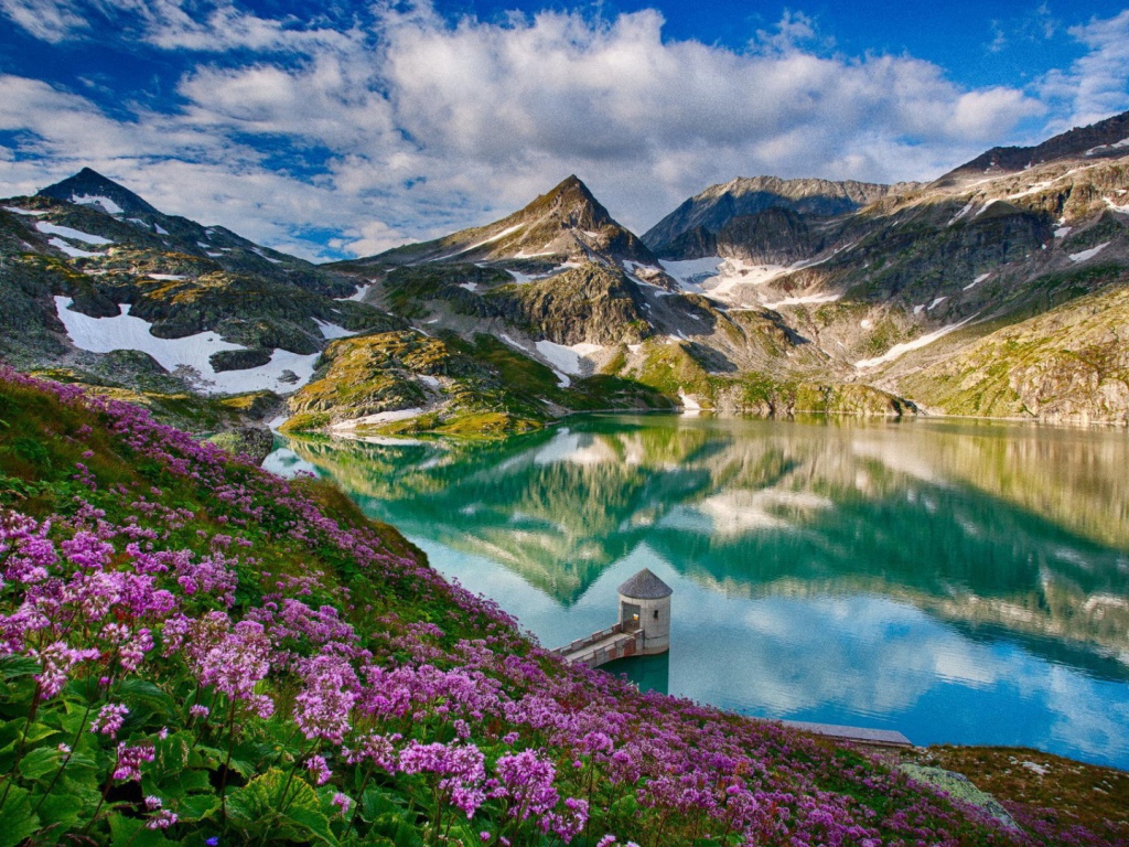 Cиреневые цветы