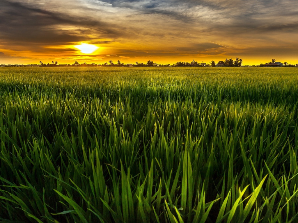 Cочная растительность