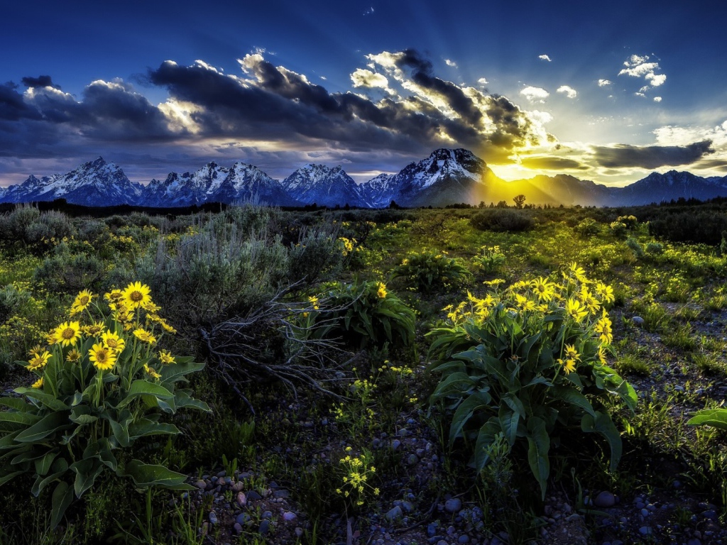 Подарок природы