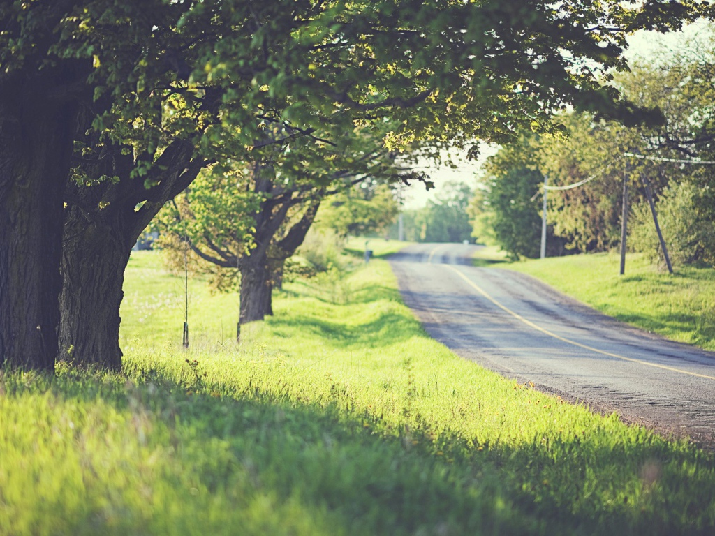 Дорога среди деревьев