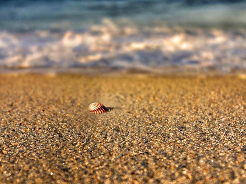 Одинокая ракушка