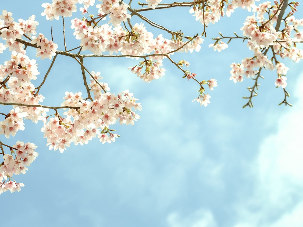 Весенние цветы