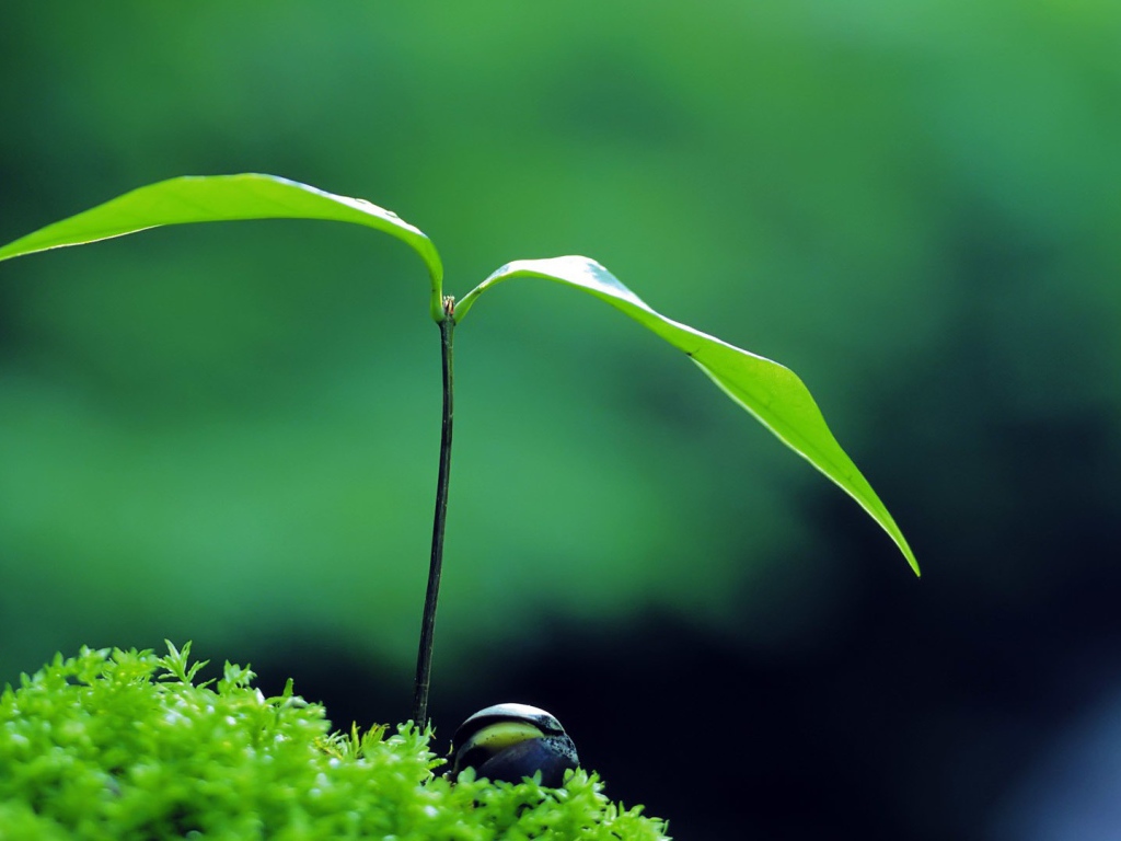 Молодой росток