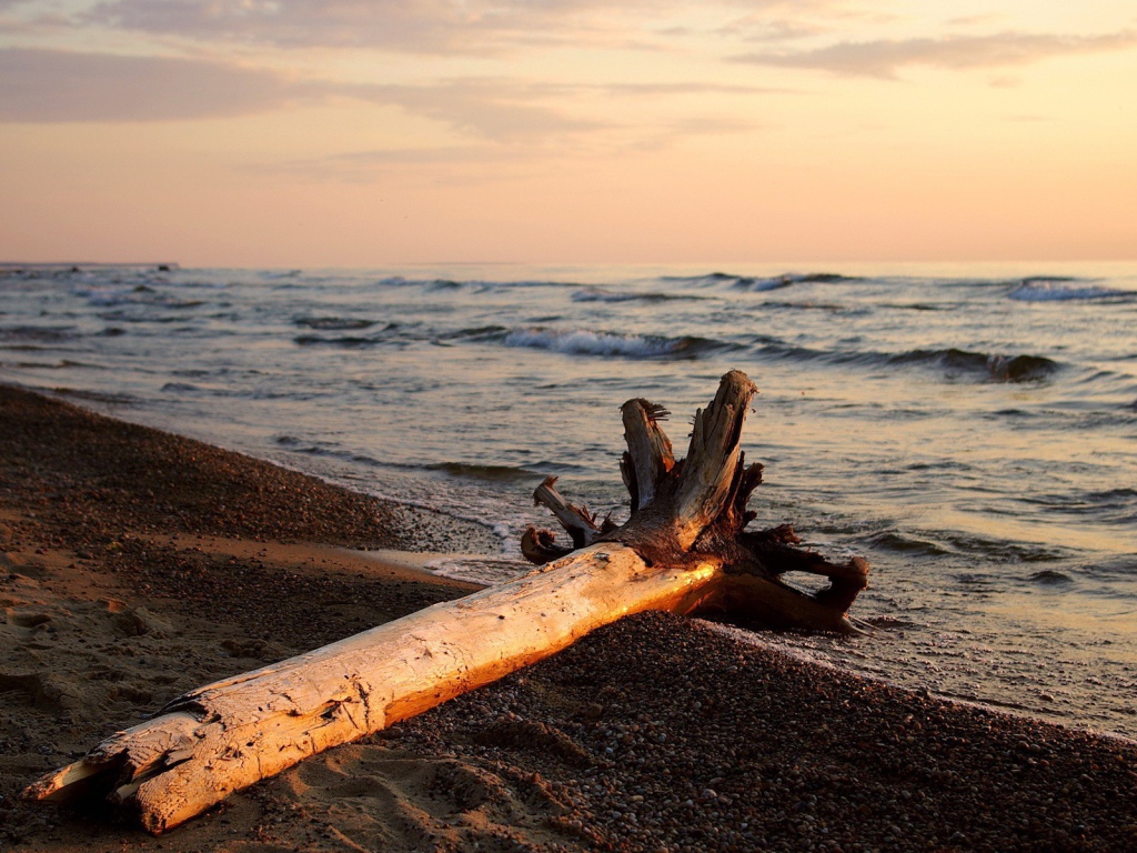 Сухое дерево на пляже