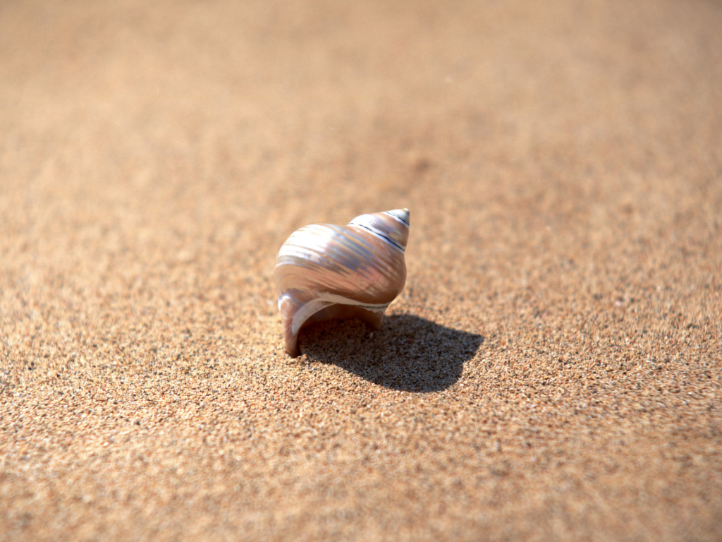 Shell in the sand