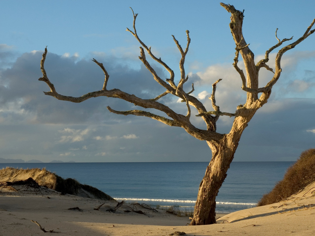 Засохшее дерево на берегу океана