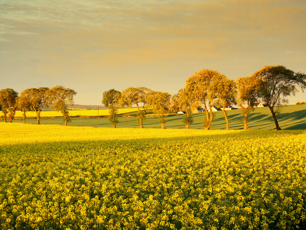Деревья среди поля