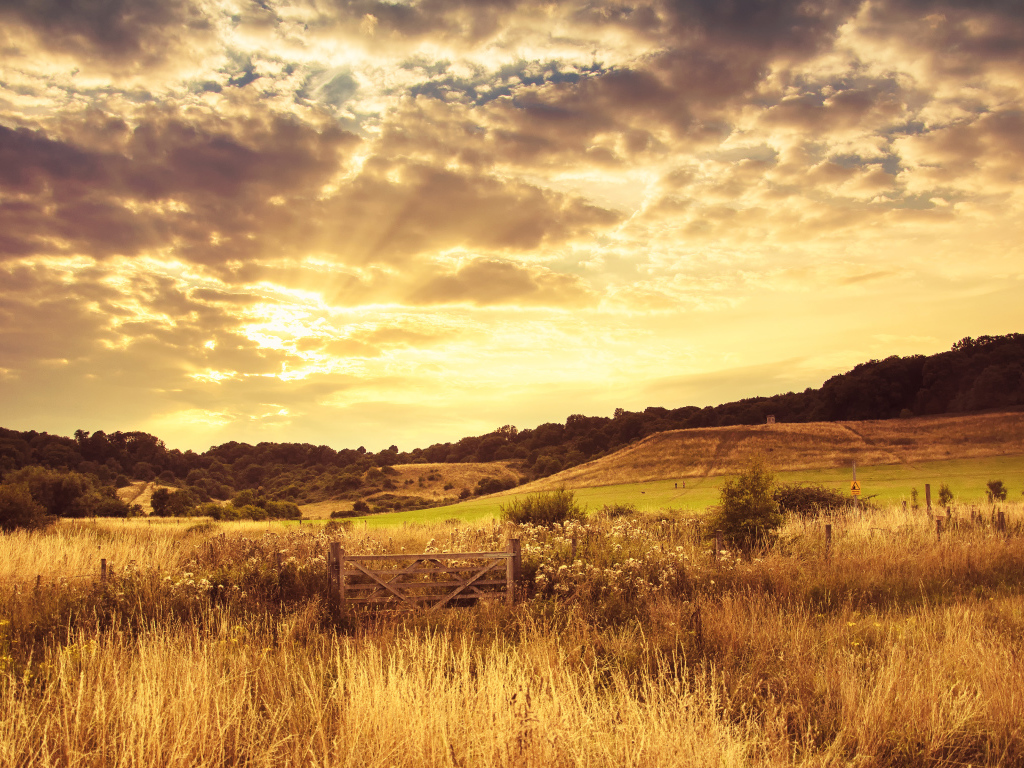 Красивое поле вечером