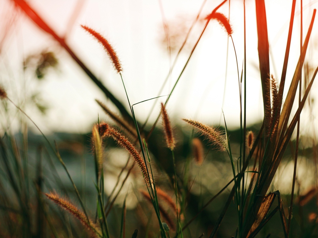 Близкое поле